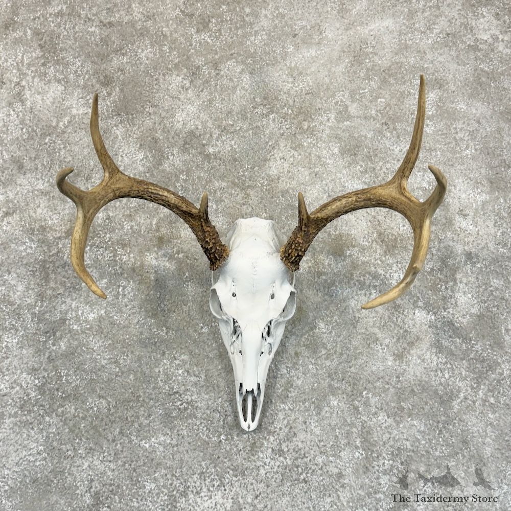 Whitetail Deer Skull European Mount For Sale #29221 @ The Taxidermy Store