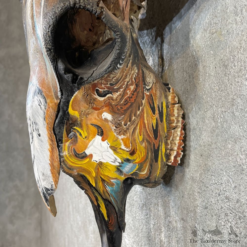 Buffalo Bison Skull Mount For Sale #26251 @ The Taxidermy Store