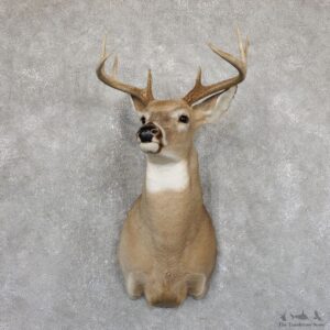 Whitetail Deer Shoulder Mount #19534 For Sale - The Taxidermy Store