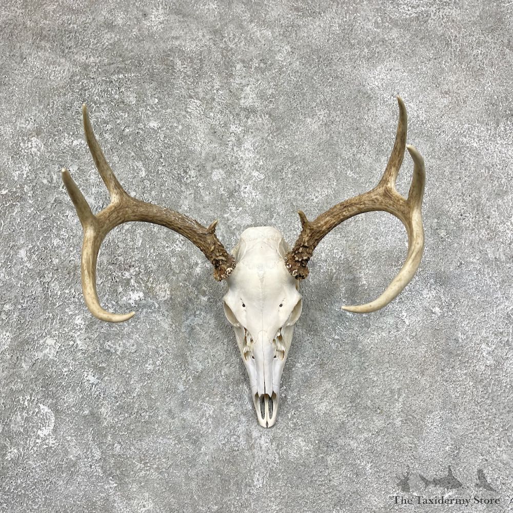 Whitetail Deer Skull European Mount For Sale #25249 @ The Taxidermy Store