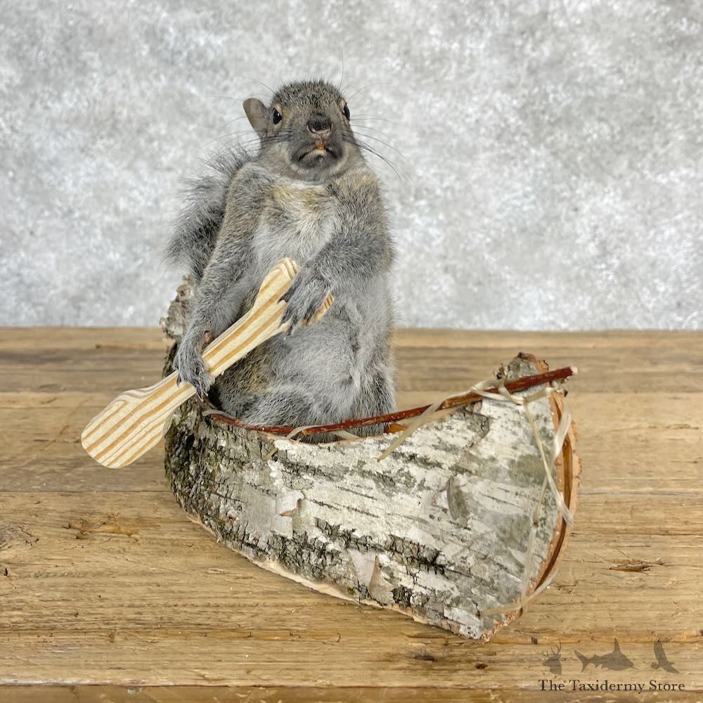 Canoe Squirrel Novelty Mount For Sale #28586 @ The Taxidermy Store
