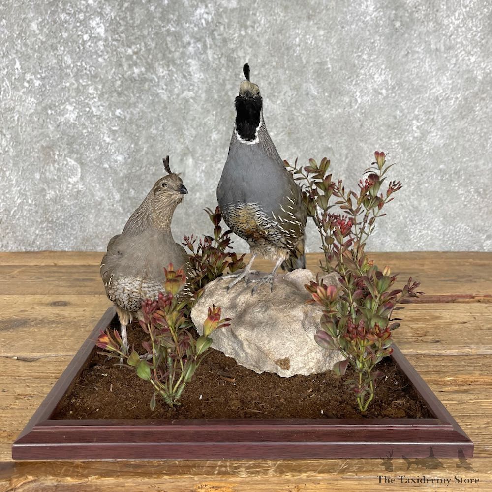 Double California Quail Bird Display For Sale #25519 @ The Taxidermy Store