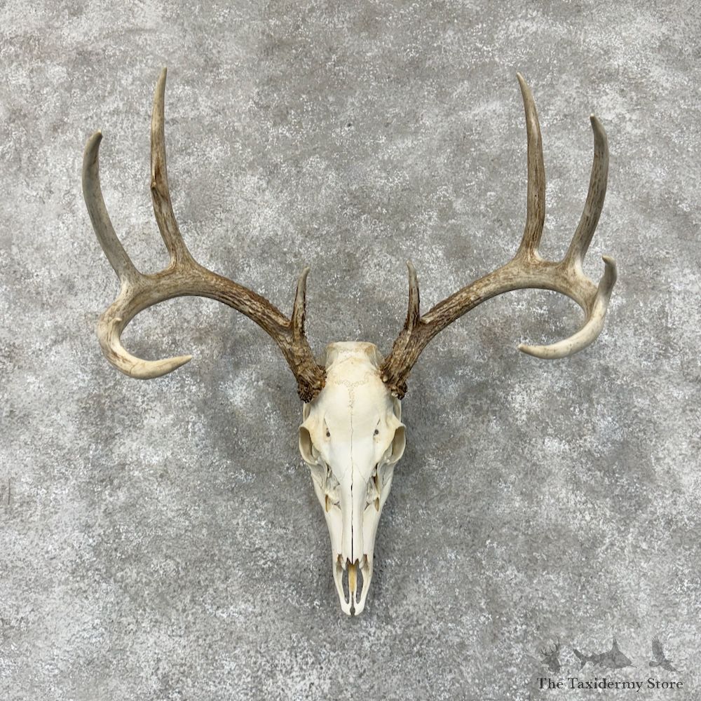 Whitetail Deer Skull European Mount For Sale #29539 @ The Taxidermy Store