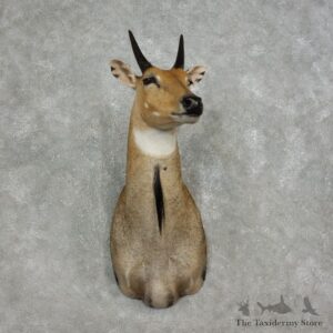 Nilgai Antelope Taxidermy Shoulder Mount For Sale #17894 @ The Taxidermy Store