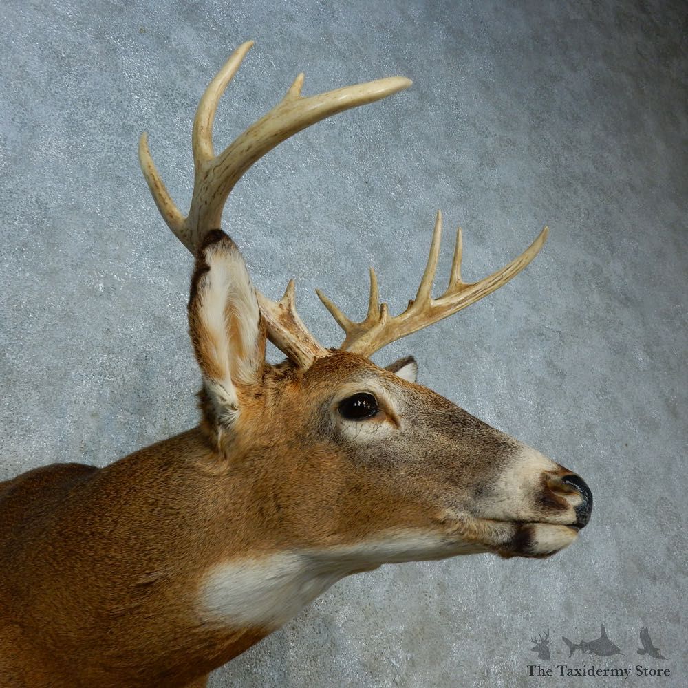 Whitetail Deer Shoulder Mount For Sale #15469 @ The Taxidermy Store