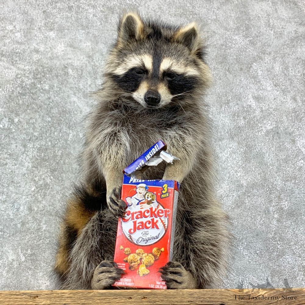 “Cracker Jack" Raccoon Mount For Sale #23070 @ The Taxidermy Store