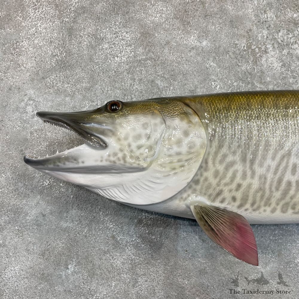 Reproduction Muskellunge Fish Mount For Sale #27533 @ The Taxidermy Store
