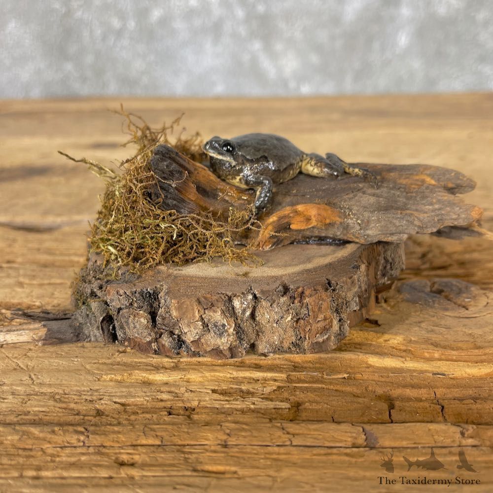 Copes Grey Tree Frog Taxidermy Mount For Sale #27000 @ The Taxidermy Store