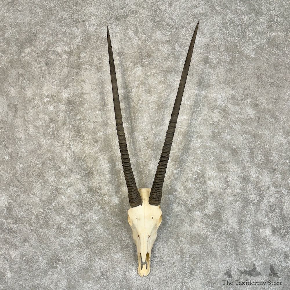 Gemsbok Skull European Mount For Sale #29252 @ The Taxidermy Store
