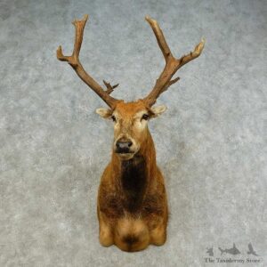 Pere David’s Deer Shoulder Mount For Sale #16218 @ The Taxidermy Store