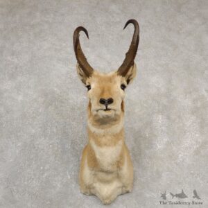 Pronghorn Antelope Shoulder Mount For Sale #20530 @ The Taxidermy Store
