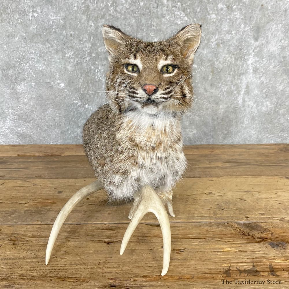 Bobcat Shoulder Taxidermy Mount For Sale #24699 @ The Taxidermy Store