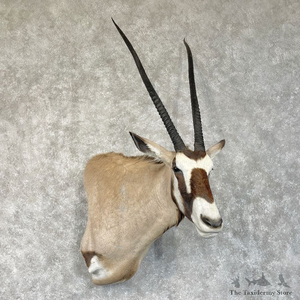 Kalahari Gemsbok Shoulder Mount For Sale #28707 @ The Taxidermy Store