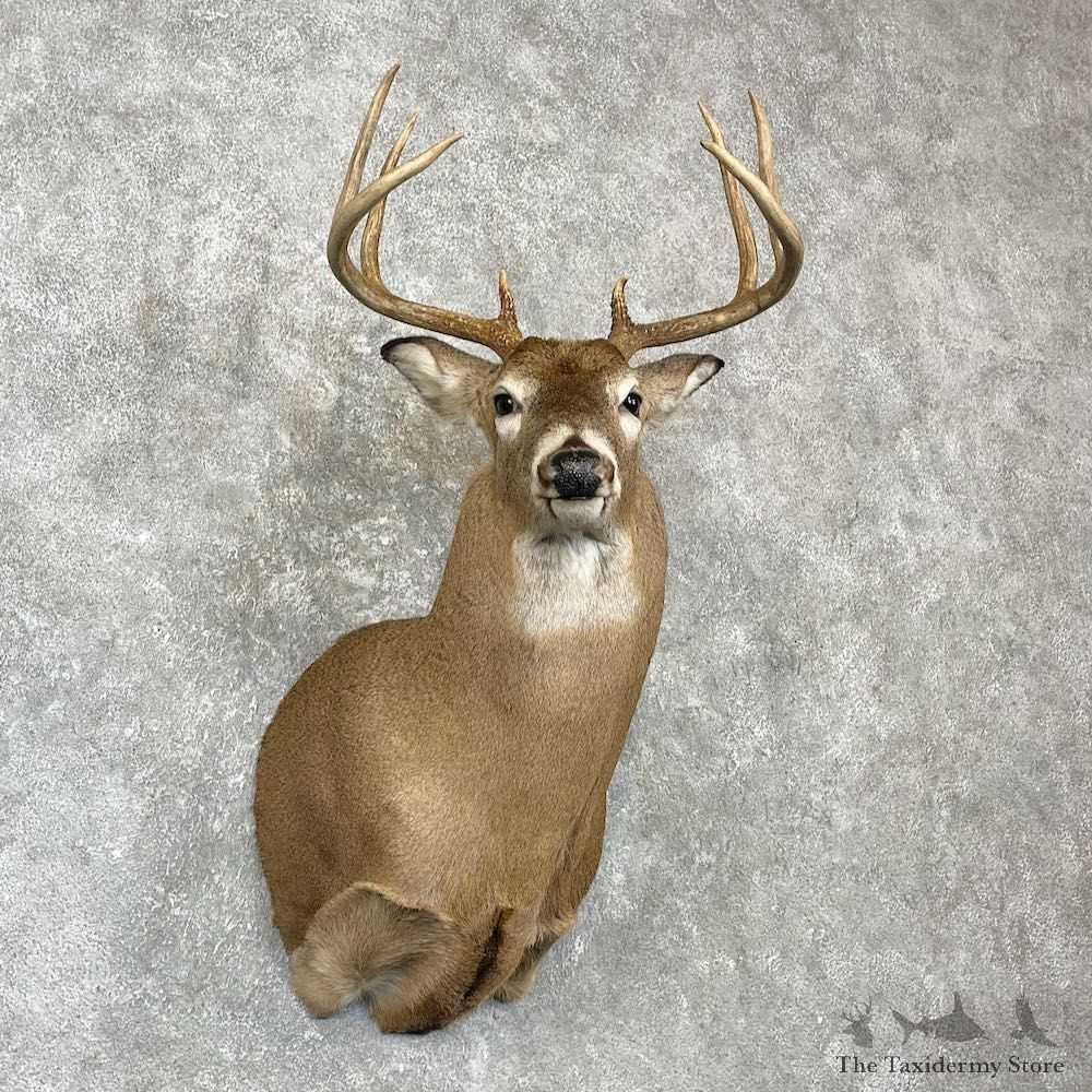 Whitetail Deer Shoulder Mount For Sale #27140 - The Taxidermy Store