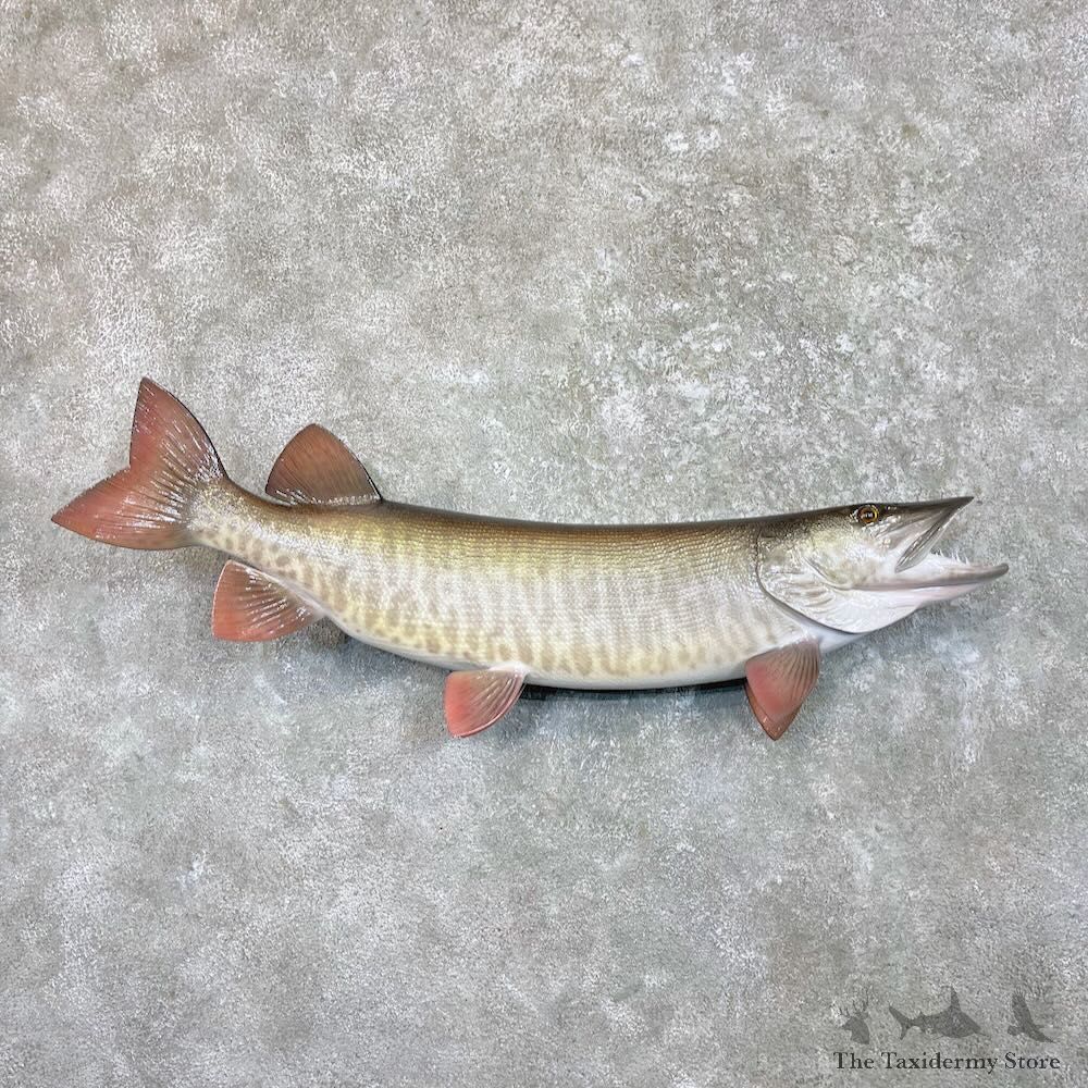 Reproduction Muskellunge Fish Mount For Sale #27526 @ The Taxidermy Store