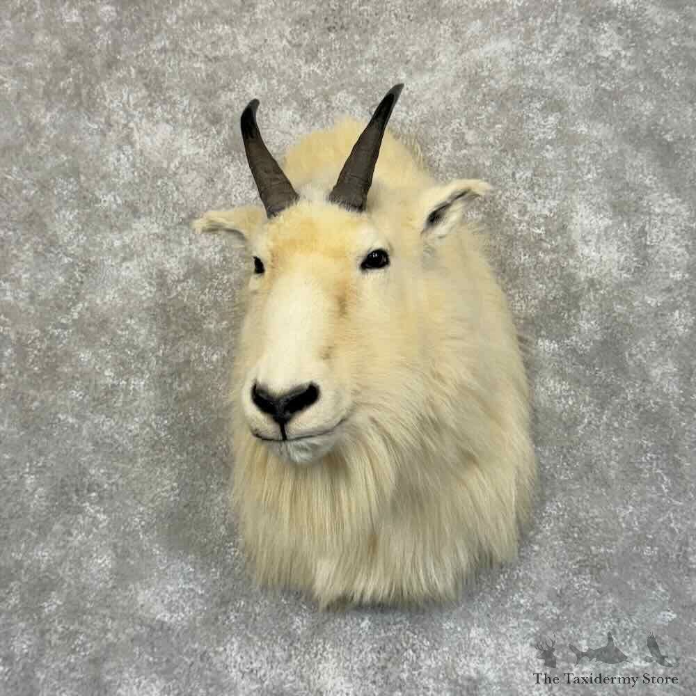 Mountain Goat Shoulder Mount For Sale #31209 @ The Taxidermy Store