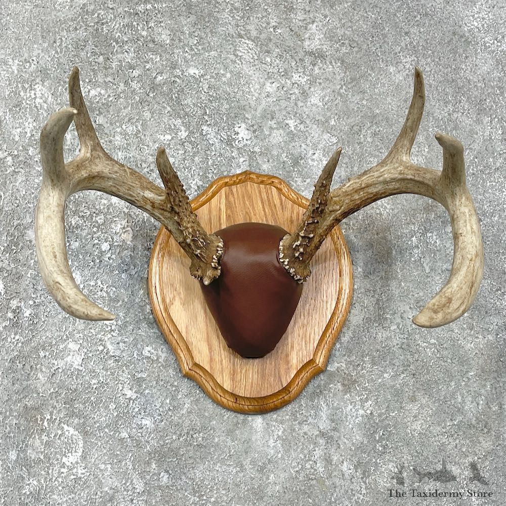 Whitetail Deer Antler Plaque Mount For Sale #25888 @ The Taxidermy Store