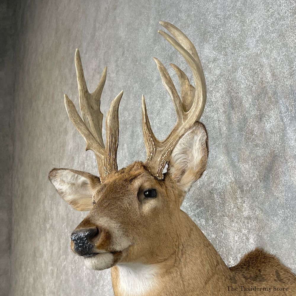 Whitetail Deer Taxidermy Shoulder Mount For Sale #25873 @ The Taxidermy Store