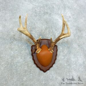 Whitetail Deer Antler Plaque Mount For Sale #18410 @ The Taxidermy Store