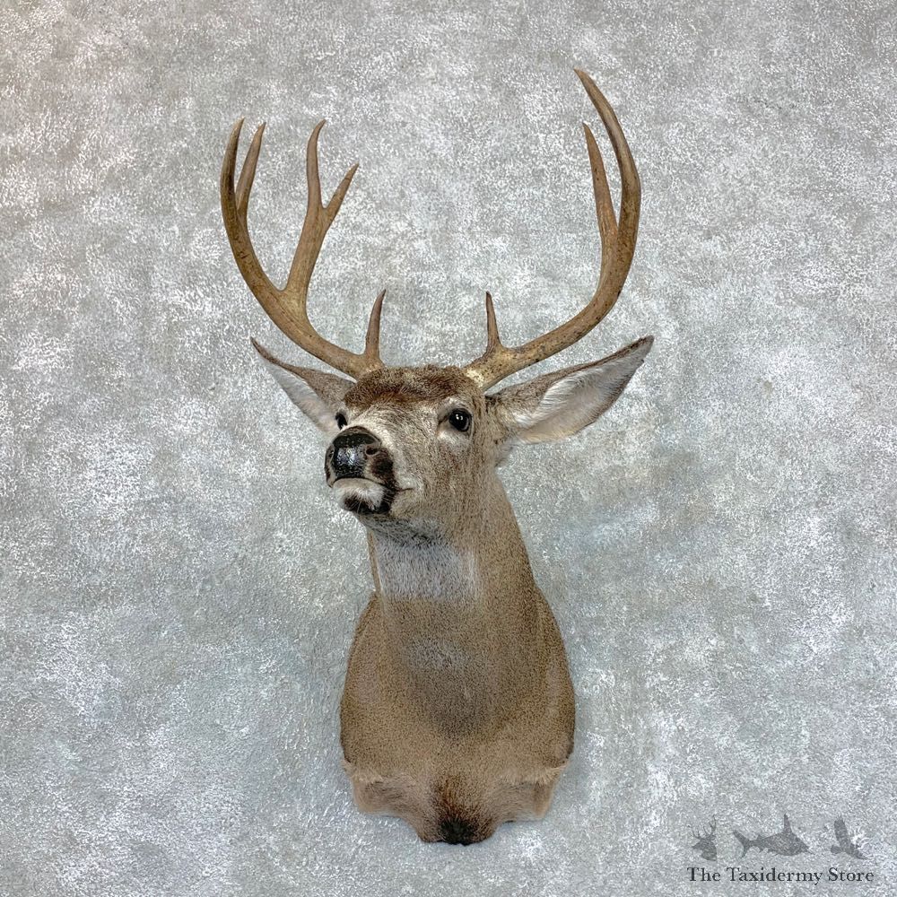 Columbian Black-tailed Deer Shoulder Mount For Sale #23511 @ The Taxidermy Store