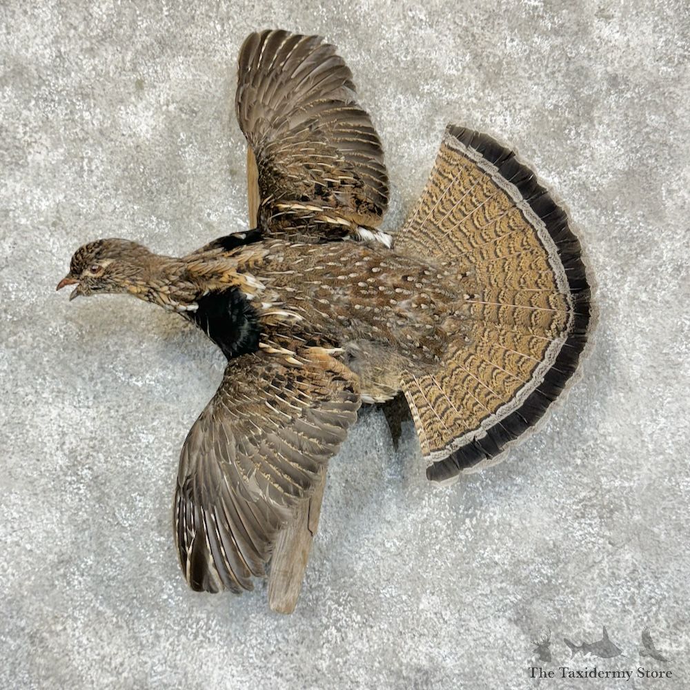Ruffed Grouse Bird Mount For Sale #29638 @ The Taxidermy Store