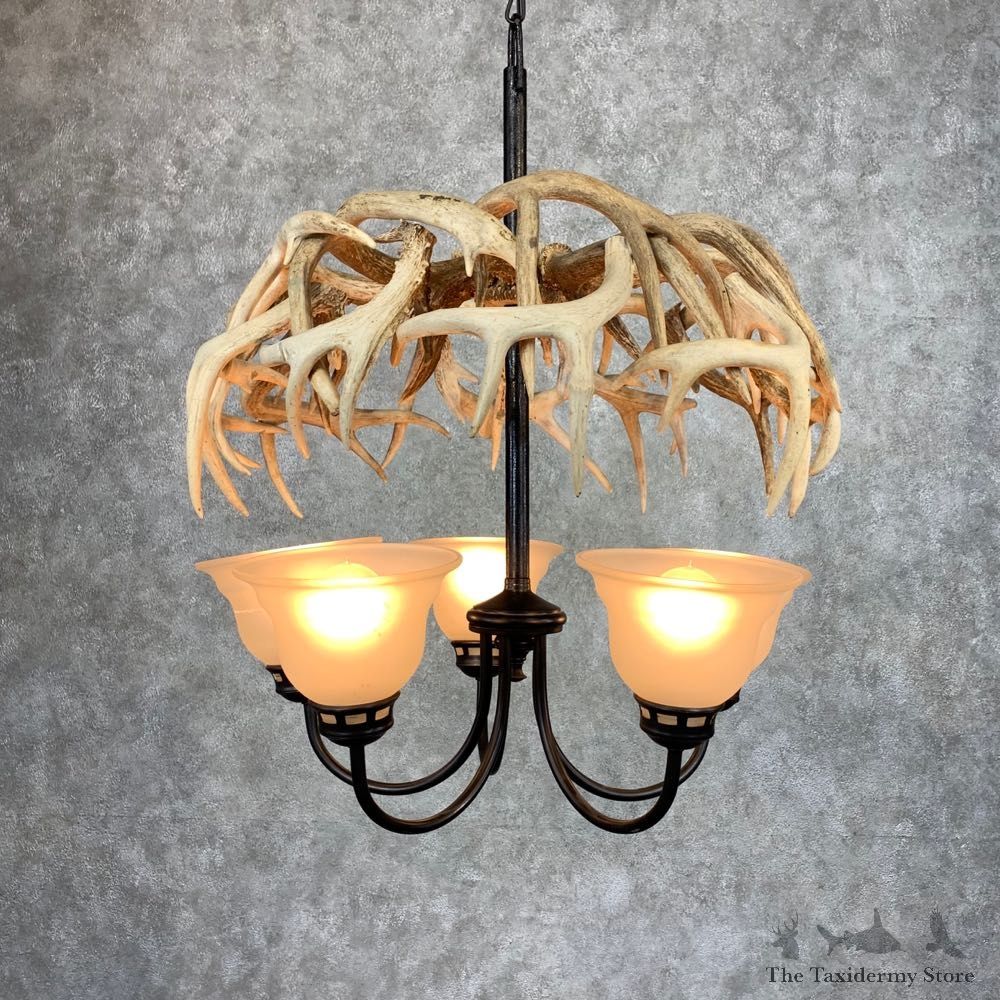 Whitetail Deer Antler Chandelier For Sale #21278 @ The Taxidermy Store