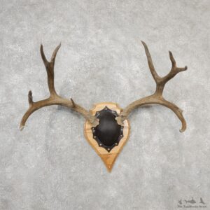 Mule Deer Taxidermy Antler Plaque #19138 For Sale @ The Taxidermy Store
