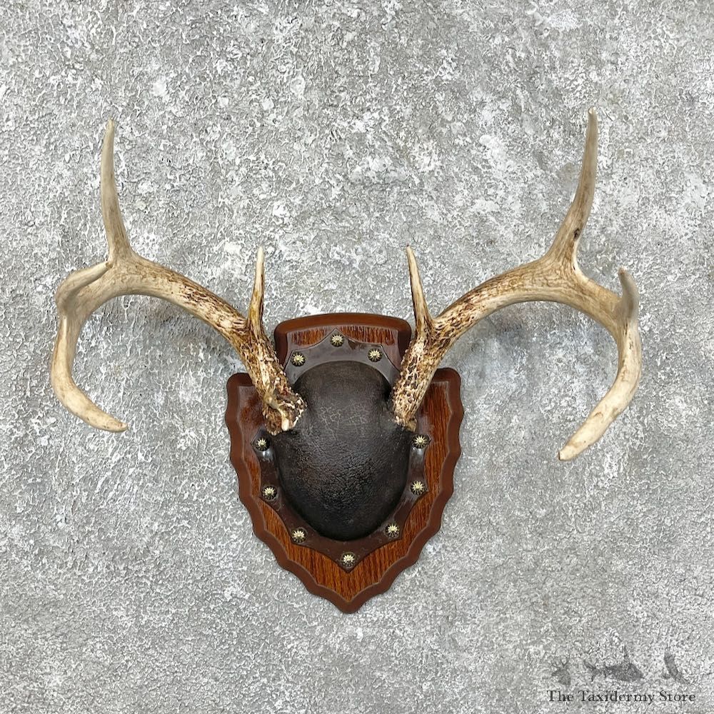 Whitetail Deer Antler Plaque Mount For Sale #25333 @ The Taxidermy Store