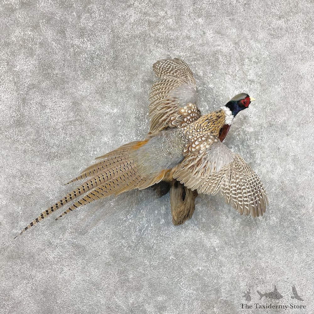 Ringneck Pheasant Bird Mount For Sale #25386 @ The Taxidermy Store