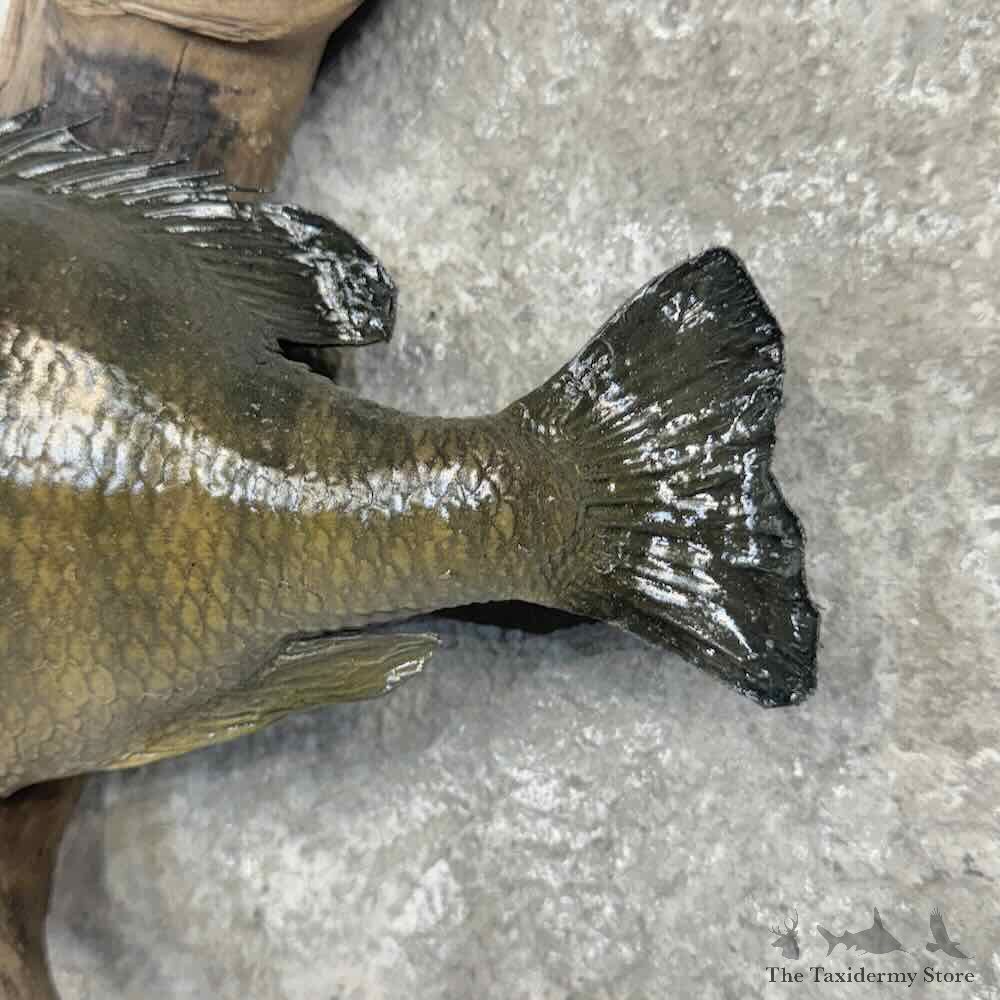 Bluegill Fish Mount For Sale #32193 @ The Taxidermy Store