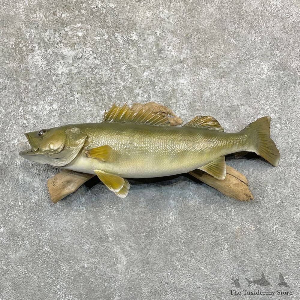 Walleye Taxidermy Fish Mount For Sale #27822 @ The Taxidermy Store