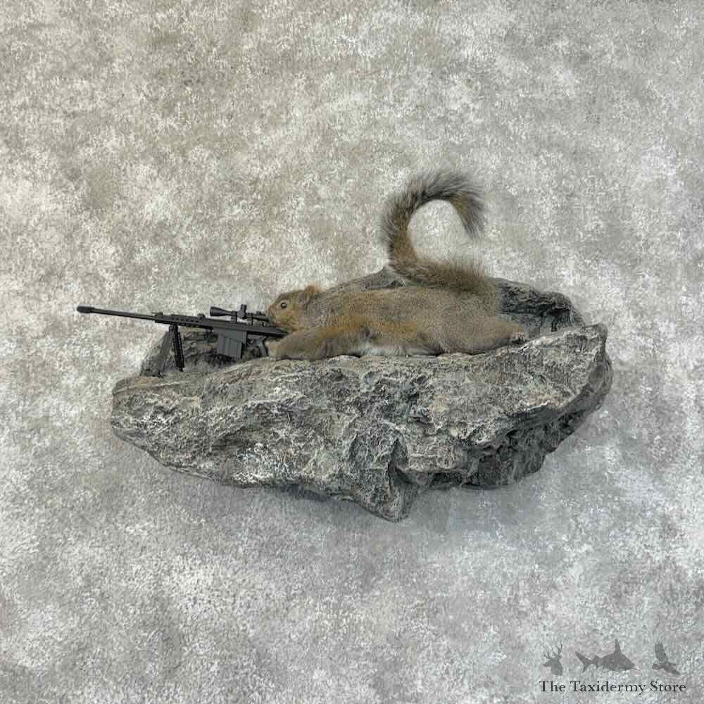 Sniper Squirrel Novelty Mount For Sale #31471 @ The Taxidermy Store
