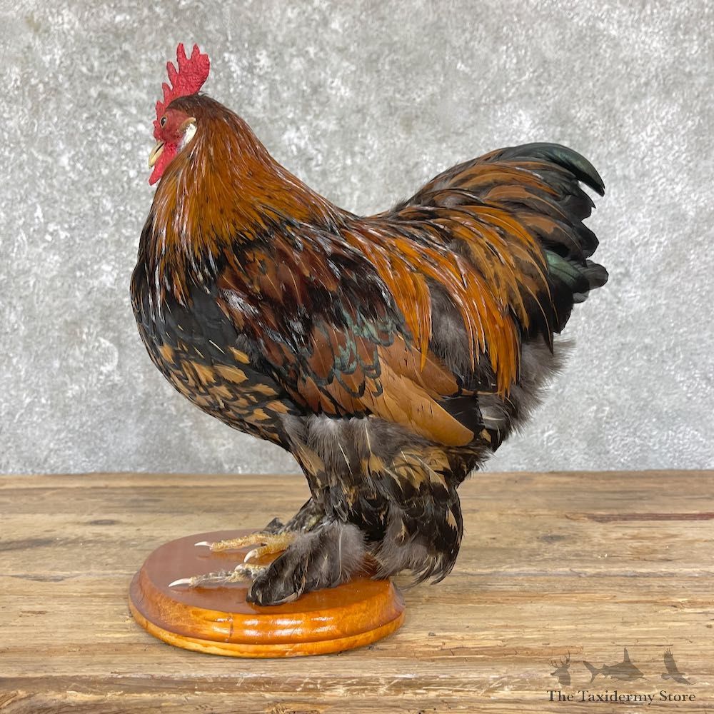 Domestic Chicken Rooster Bird Mount For Sale #26347 @ The Taxidermy Store