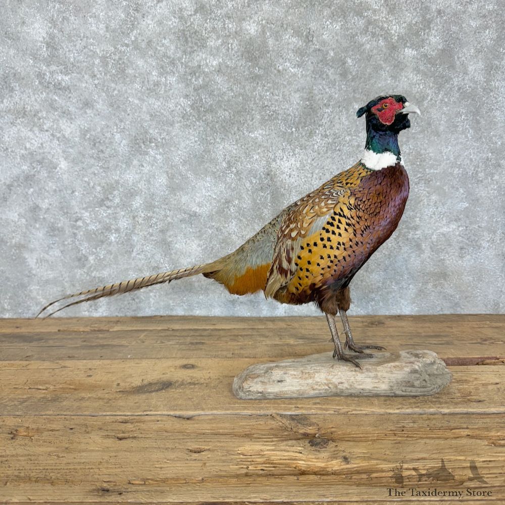 Ringneck Pheasant Bird Mount For Sale #29835 @ The Taxidermy Store