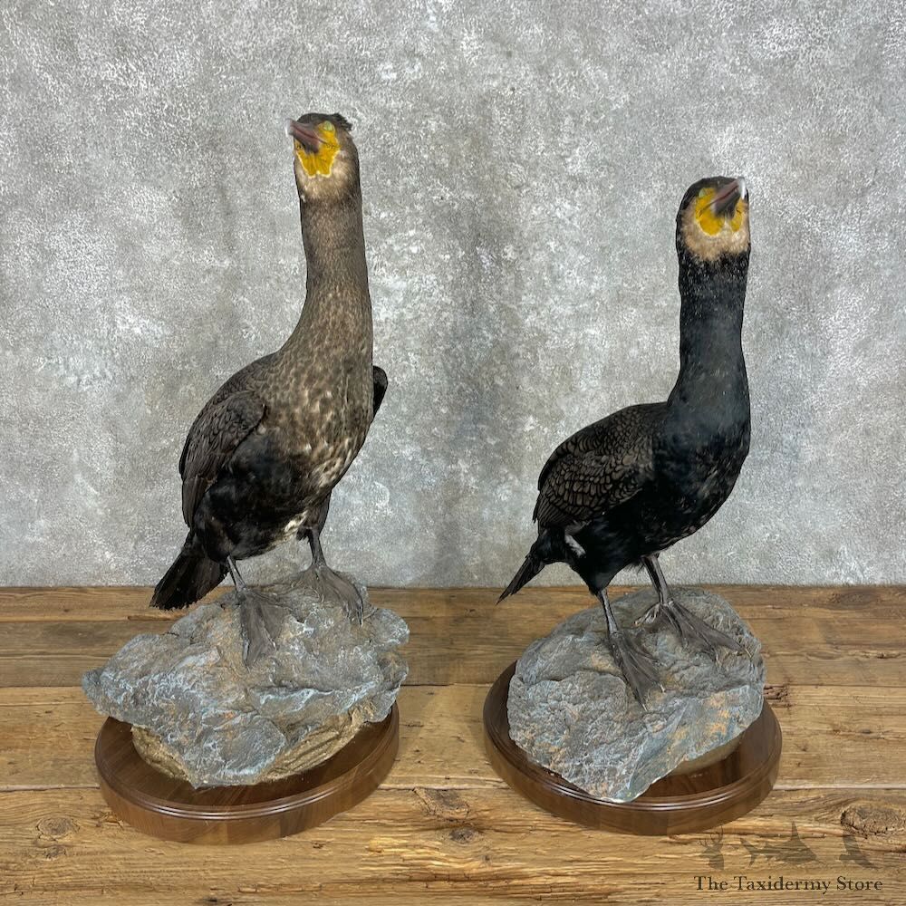 Japanese Cormorant Pair Mount For Sale #27963 @ The Taxidermy Store