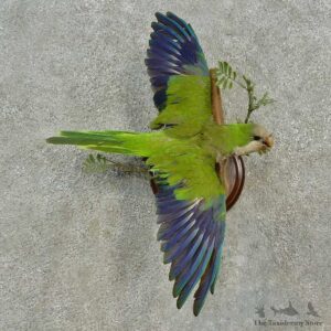 Monk Parakeet Bird Mount For Sale #16652 @ The Taxidermy Store