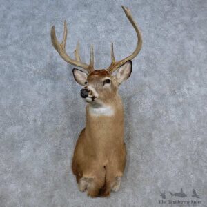 Whitetail Deer Shoulder Mount For Sale #15586 @ The Taxidermy Store