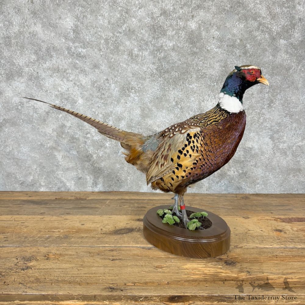 Ringneck Pheasant Bird Mount For Sale #29517 @ The Taxidermy Store