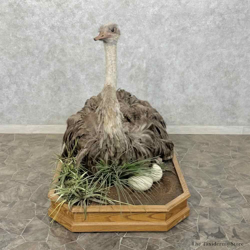 Ostrich Life-Size Mount For Sale #30485 @ The Taxidermy Store
