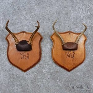 Whitetail Antler Plaque Mounts For Sale #15671 @ The Taxidermy Store