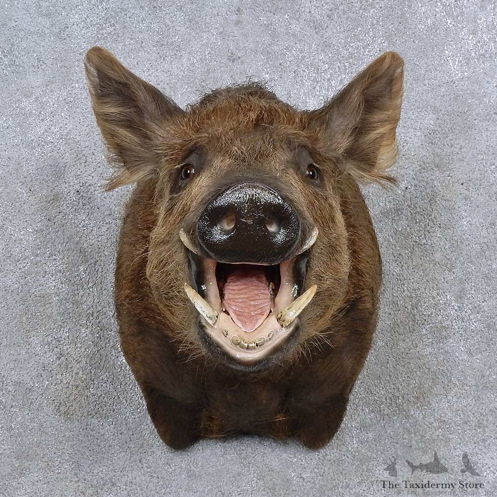 Wild Boar Shoulder Mount For Sale #15688 @ The Taxidermy Store