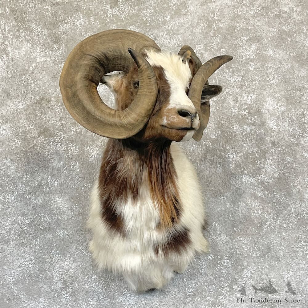 Corsican Ram Shoulder Mount For Sale #28265 @ The Taxidermy Store