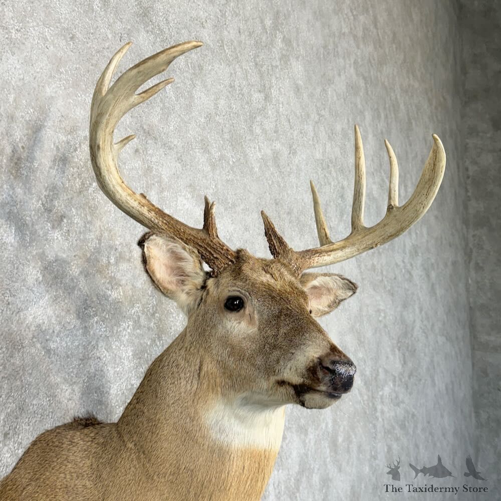 Whitetail Deer Shoulder Mount For Sale #29017 @ The Taxidermy Store