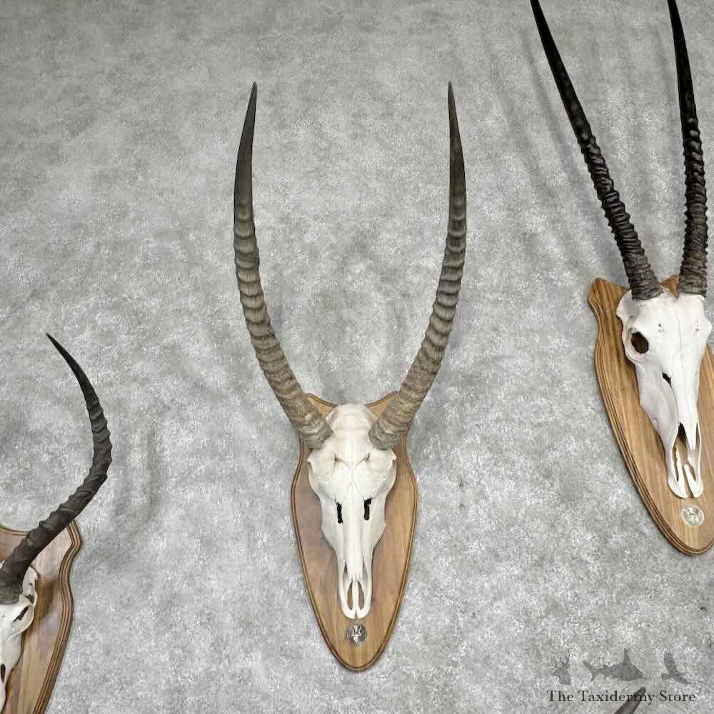 African Safari 6 Plaque Match Set Skulls and Horns For Sale #31656 @ The Taxidermy Store