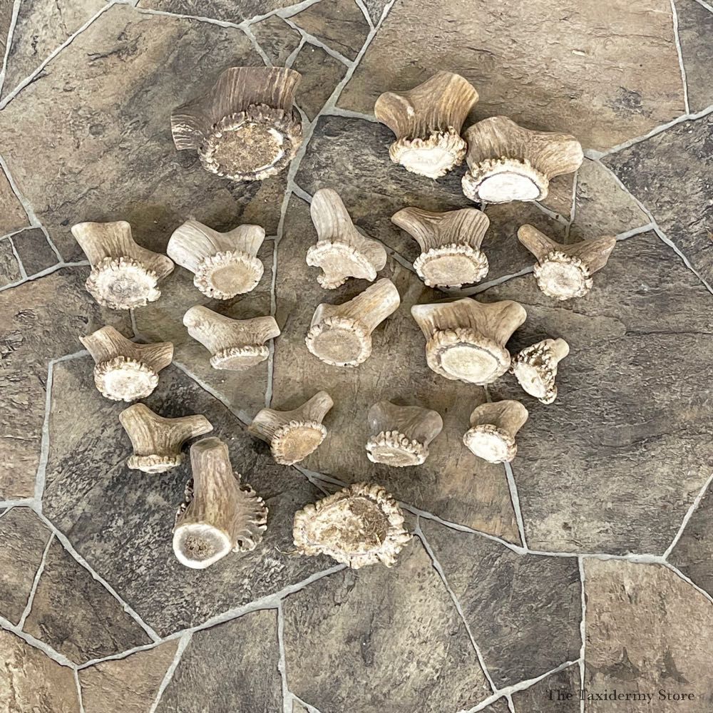 Mixed Antler Burr Craft Pack For Sale #25109 @ The Taxidermy Store