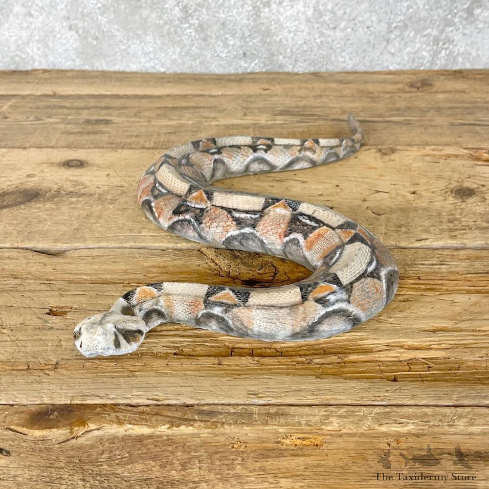 Gaboon Viper Replica Mount For Sale #28393 @ The Taxidermy Store