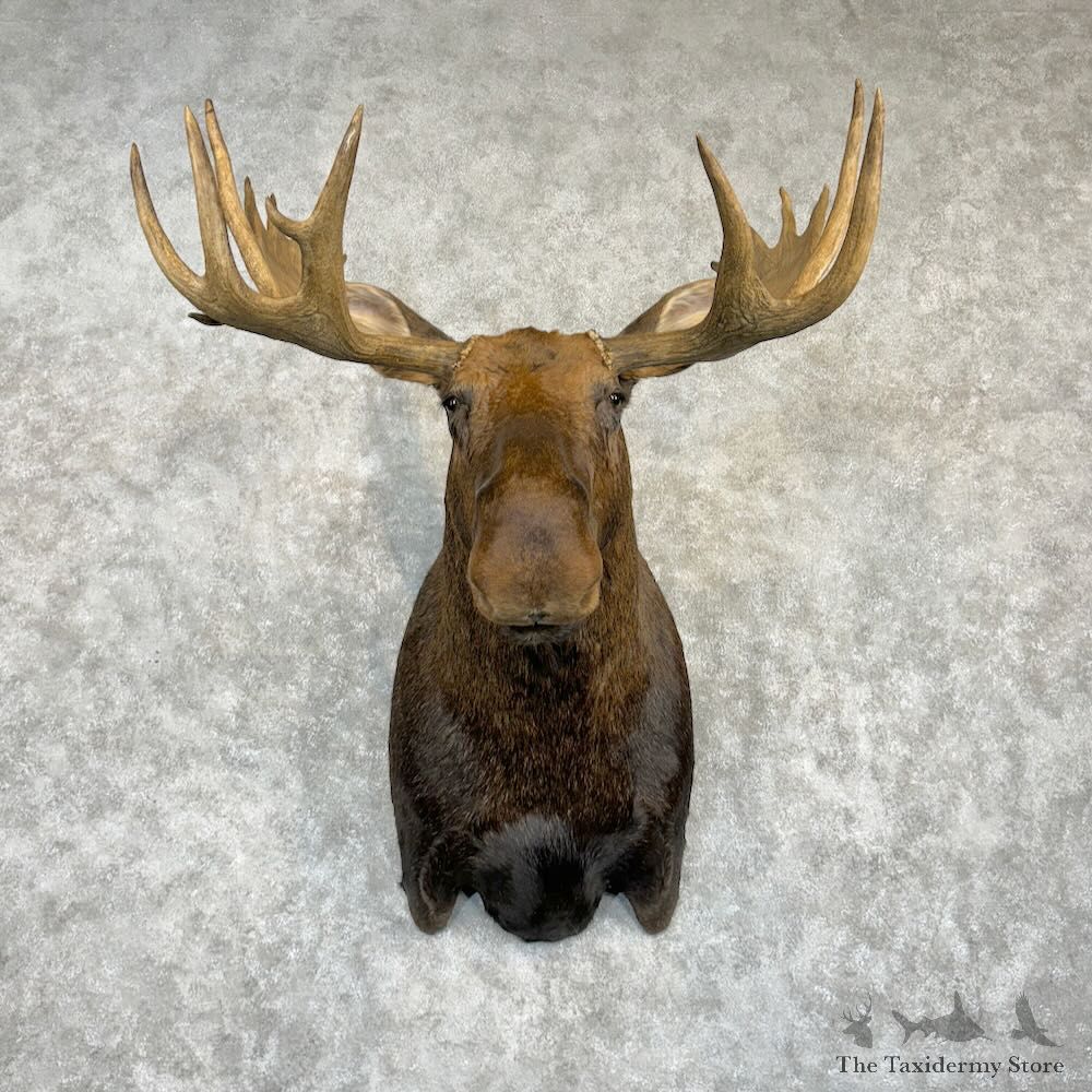 Eastern Canadian Moose Shoulder Mount For Sale #29195 @ The Taxidermy Store