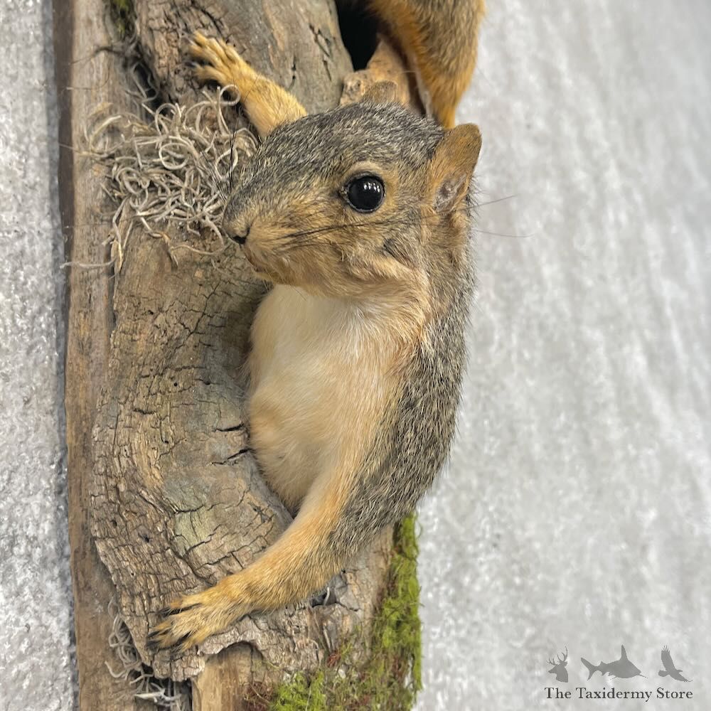 Fox Squirrel Pair Life-Size Mount For Sale #28715 @ The Taxidermy Store