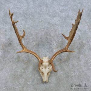 Fallow Deer Skull Antler European Mount For Sale #15155 @ The Taxidermy Store