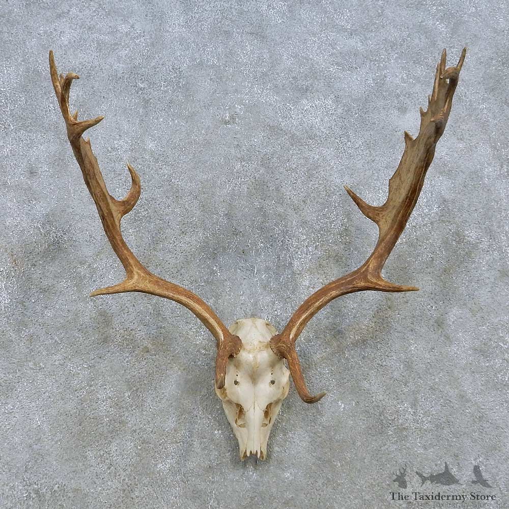 Fallow Deer Skull Antler European Mount For Sale #15155 @ The Taxidermy Store